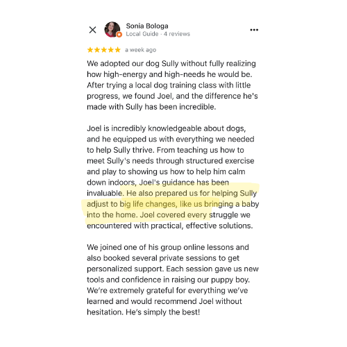 Five-star review from Sonia Bologa about her high-energy dog Sully improving through group online lessons and private sessions.